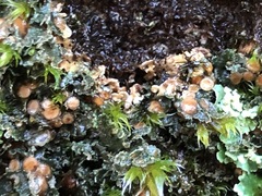 Fuscopannaria pacifica