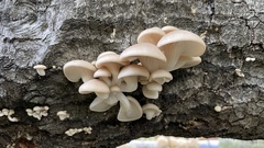 Pleurotus populinus