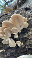 Pleurotus populinus