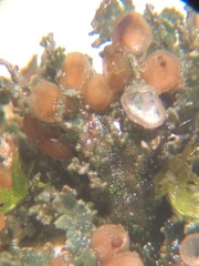 Fuscopannaria pacifica