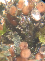 Fuscopannaria pacifica