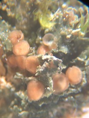 Fuscopannaria pacifica