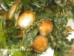 Fuscopannaria pacifica