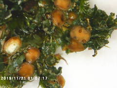 Fuscopannaria pacifica