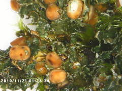 Fuscopannaria pacifica