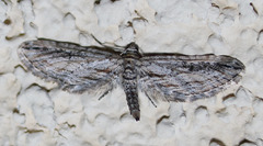 Eupithecia acutipennis
