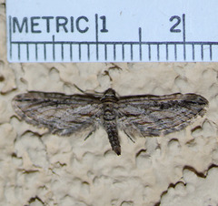 Eupithecia acutipennis