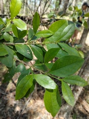 Cyclophyllum coprosmoides