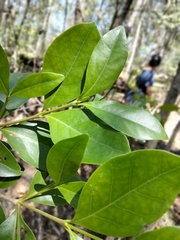 Cyclophyllum coprosmoides