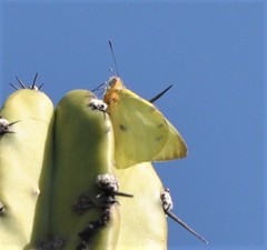 Hesperocharis crocea crocea