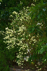 Brunfelsia americana