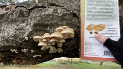 Pleurotus populinus