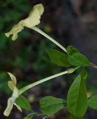 Brunfelsia americana