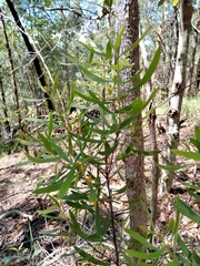 Persoonia sericea