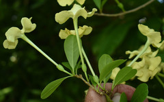 Brunfelsia americana