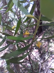 Persoonia sericea