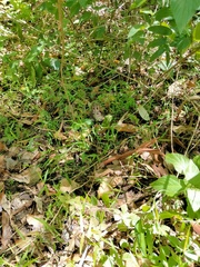 Ottochloa gracillima