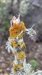 Polycauliona polycarpa