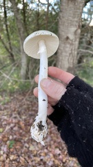 Amanita ocreata