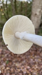Amanita ocreata
