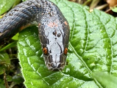 Oxyrhopus melanogenys