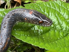 Oxyrhopus melanogenys