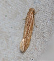 Ypsolopha sp-sw