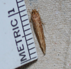 Ypsolopha sp-sw
