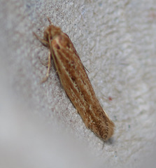 Ypsolopha sp-sw