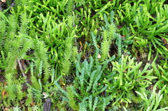 Diphasiastrum alpinum