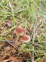Psathyrella gracilis