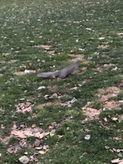 Sciurus carolinensis