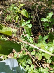 Aconophora compressa