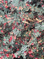 Cotoneaster hodjingensis
