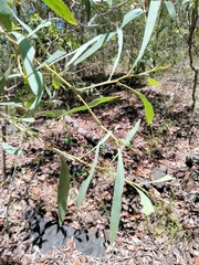 Acacia falcata