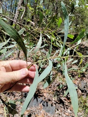 Acacia falcata