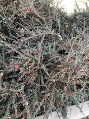 Cotoneaster hodjingensis