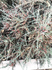 Cotoneaster hodjingensis