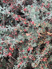 Cotoneaster hodjingensis