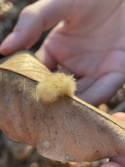 Neuroterus laurifoliae