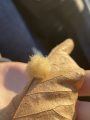 Neuroterus laurifoliae