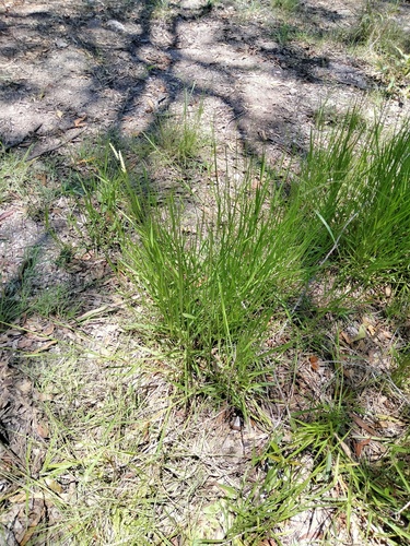 Urochloa eminii