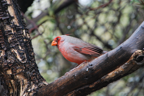 Northern Cardinal × Pyrrhuloxia photographed in Arizona