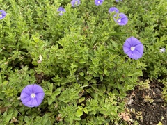 Convolvulus sabatius