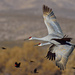 Sandhill Crane - Photo (c) Ad Konings, some rights reserved (CC BY-NC), uploaded by Ad Konings