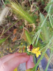 Calocoris nemoralis