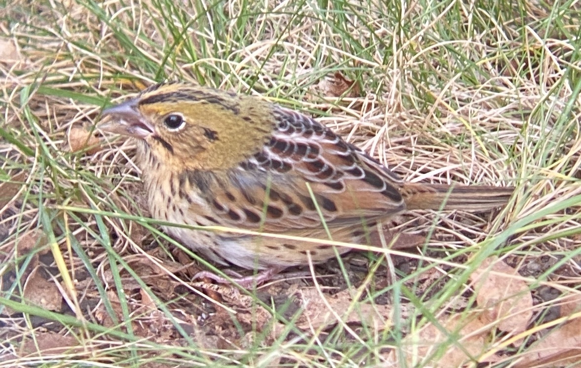Henslow's Sparrow (Centronyx henslowii)