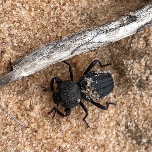 Trogloderus vandykei