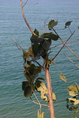 Prestonia mexicana