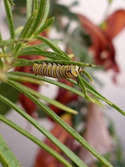 Danaus plexippus
